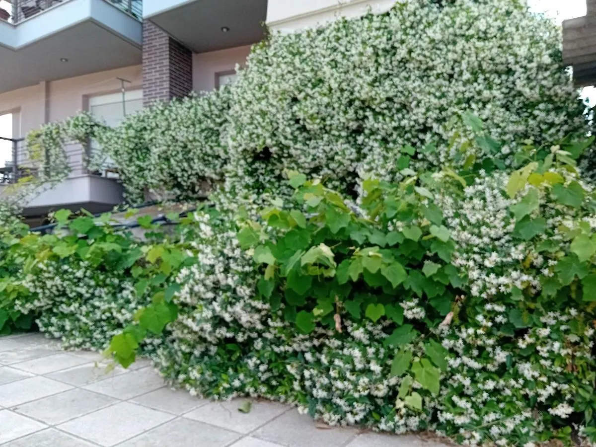 Stella'S Jasmine Apartment Salonic 0*,  Grecia